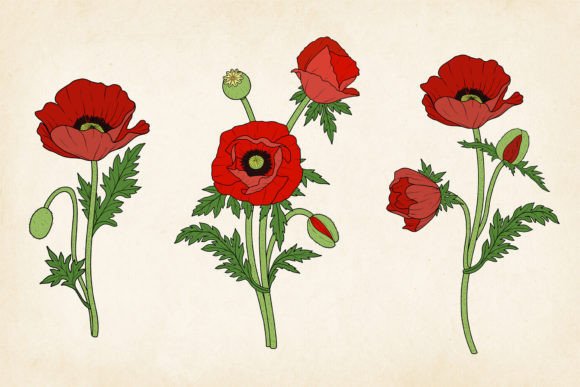Red Poppy SVG EPS Vector Set